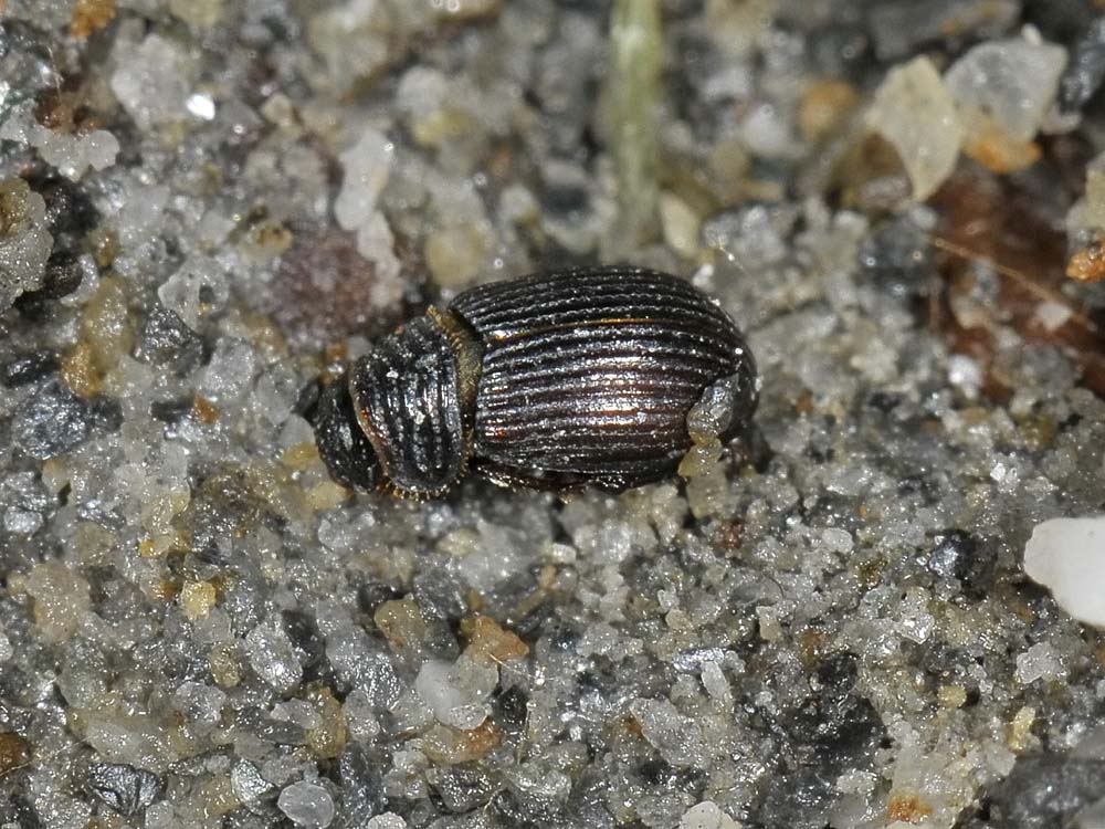 Brindalus rotundipennis? Forse Psammodius sp.